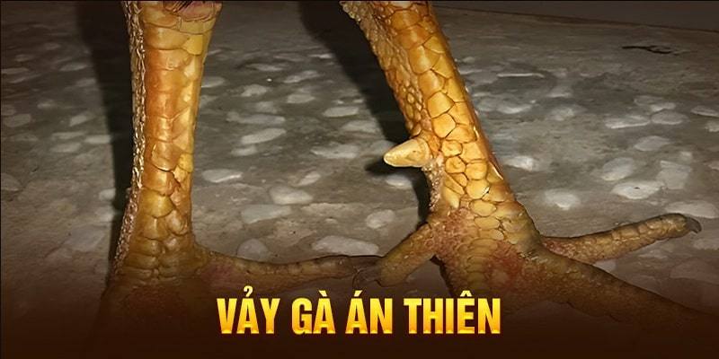 Tại sao chiến kê có vảy gà án thiên được ưa chuộng?