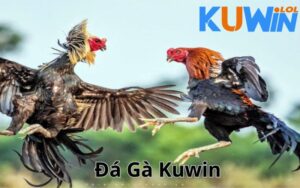 Giới thiệu về sảnh chơi Đá Gà Kuwin 